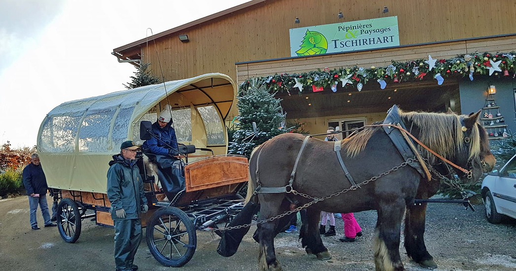 A la pépinière Tschirhart à Guewenheim (68)